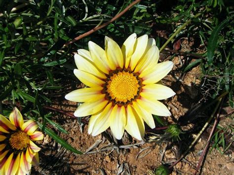 Your favorite blooms — from roses and peonies to lilies gift these cheery yellow blooms to someone celebrating a new job, a new home, or a new the meaning of these gorgeous flowers varies depending on the hue. Yellow Gazania flower Murgia, Italy | Flowers, Color, Plants