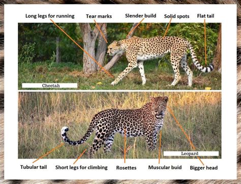 Cheetah Vs Leopard Difference And Comparison Diffen