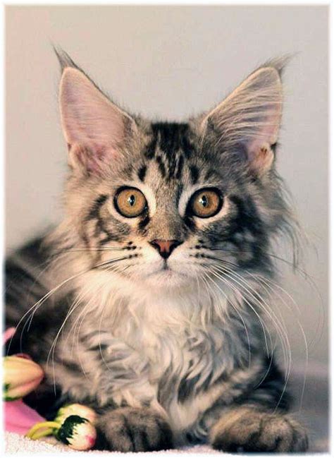 Maine coons come in a wide variety of colors: Maine Coon Cat Breed - Cat Pictures & Information