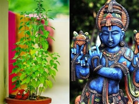 Tulsi Vivah 2020 Date Puja Time And Significance