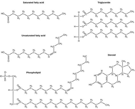 Explain How Waxes Phospholipids And Steroids Are Different From