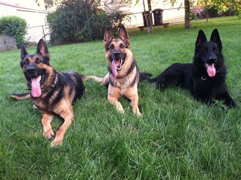 These playful, lovable german shepherd puppies are a powerful, intelligent dog breed with a playful yet stern disposition. German Shepherd Kennel - Purebred German Shepherd Puppies ...
