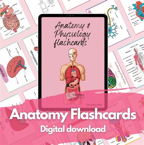 Anatomy And Physiology Flashcards Digital Download For Student Nurses