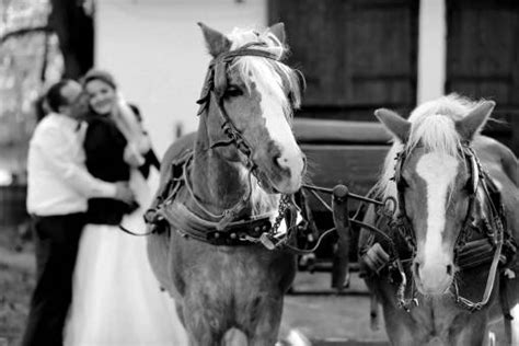 29 Horse Black And White Images And Pictures For Free