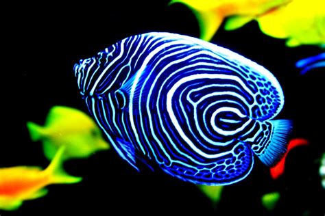 1170x2532px Free Download Hd Wallpaper Fish Sea Life Animal