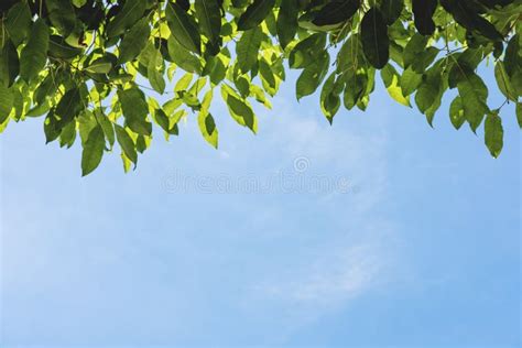 Green Leaves And Blue Sky Background Stock Image Image Of Natural