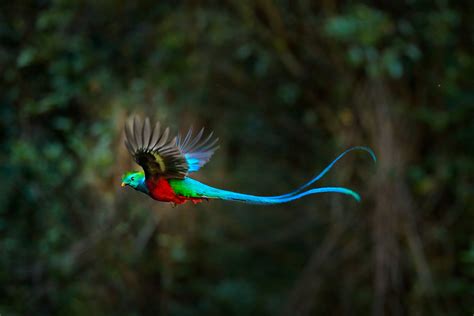 meet the gorgeous resplendent quetzal one of the world s most beautiful birds