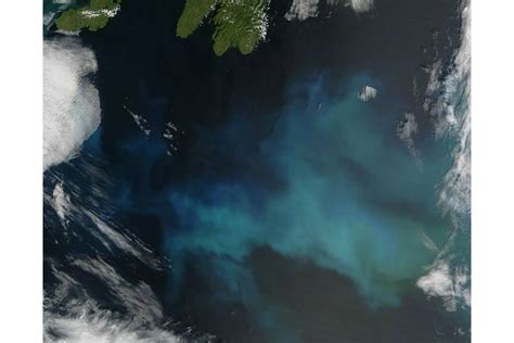 Phytoplankton Bloom Off Newfoundland