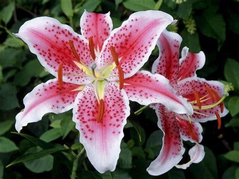 Hope you kids like this video. Pictures And Names Of Lilies | Beautiful Lily Flower ...
