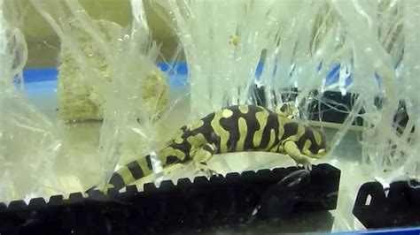 Breeding My Barred Tiger Salamander Youtube