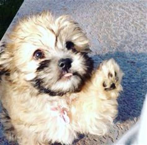 The breeder puppy avenue has tiny teddybear pups in california. Teddy bear puppies for sale in Wisconsin! Tiny and teacup ...