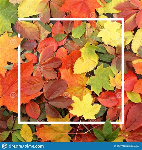 Seasonal Autumn Background Frame Of Colorful Maple Leaves Stock Image