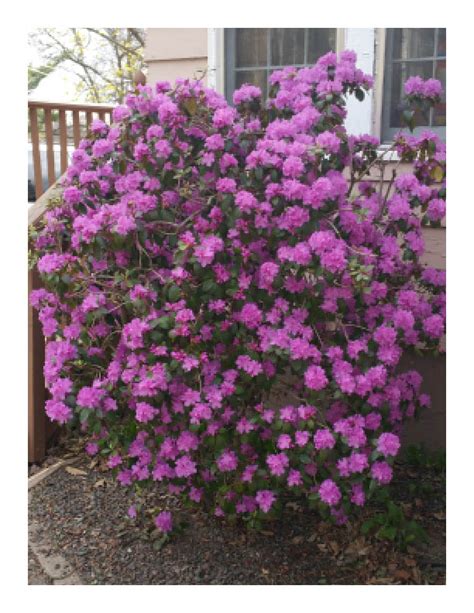 Dreamstime is the world`s largest stock photography community. Do you know what this bush is? Photo attached. The light ...