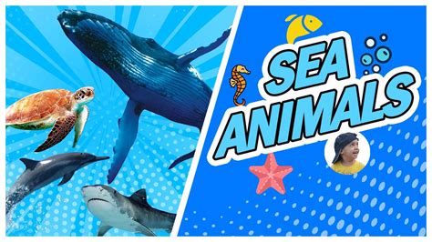 Sea Animals For Kids Learn Sea Creatures And Sea Animals With Videos