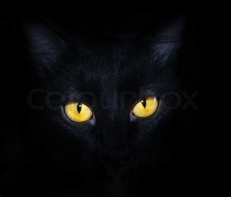 Love a cat with oversized ears? Close-up Foto von einer schwarzen Katze ... | Stock Bild ...