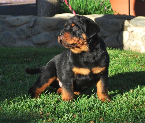 Rottweiler Puppies For Sale Near Me Buy Rottweiler Puppies Online