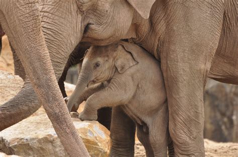21 Cute Baby Elephant Pictures Amazing Creatures