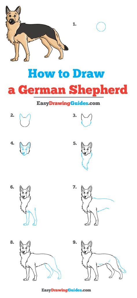Here is a sketch on the many different types of dog heads that you can choose from when you want to sketch out a realistic dog. How to Draw a German Shepherd - Really Easy Drawing Tutorial | Dog drawing tutorial, Puppy ...