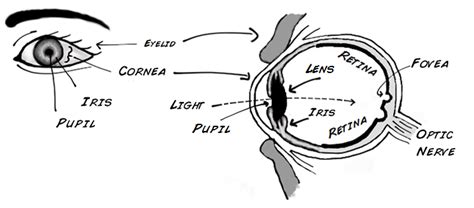 The basic idea behind a lie detector is that our bodies can betray us. Experiment: How Your Eye Detects Color and Motion