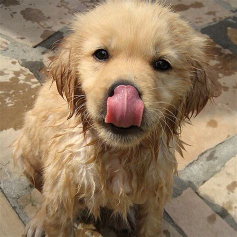 The bath should take about 5 to 10 minutes. Just my dog after bath :) | Cute animals, Baby dogs, Animals