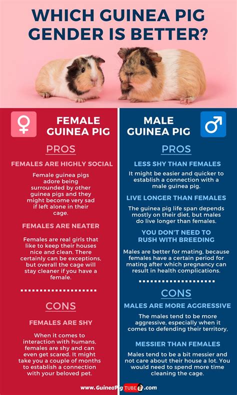 Pin On Guinea Pig Breeds And Breeding
