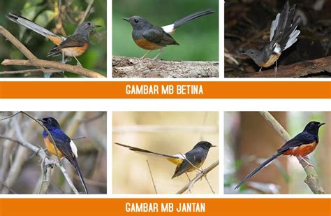 Warna hitam mengkilap biasanya akan didominasi jenis burung jantan, sedangkan betina terlihat dibagian dada ada warna. Ciri-Ciri Murai Batu Jantan dan Betina - Jago Burung