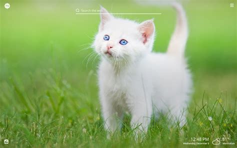 My White Cat Hd Wallpapers New Tab Theme Chrome Web Store
