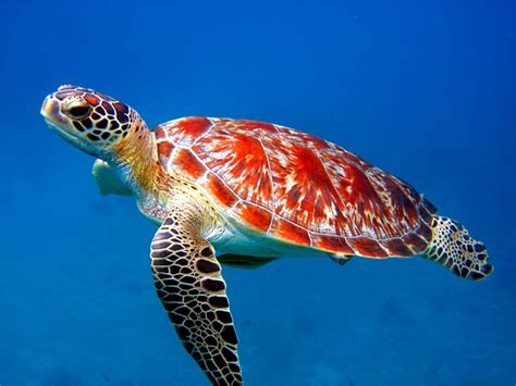 Free Download Top 27 Sea Animals Wallpapers In Hd
