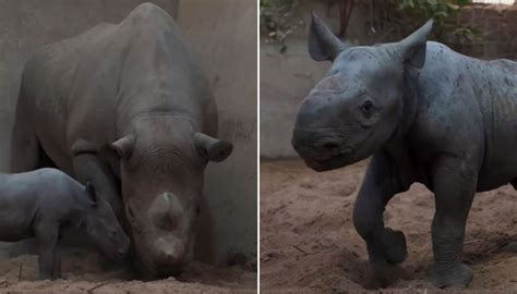 Birth Of Critically Endangered Rhino Celebrated By Chester Zoo Keepers