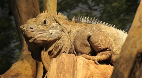 Jamaican Iguana A Large Species Of Lizard The Iguana Is The Largest