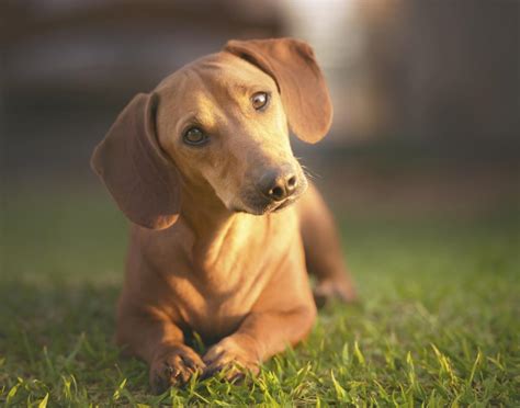 Small dog breeds come from a variety of the most popular small dog breeds include french bulldog, toy poodles, dachshunds, corgis, pugs. Types of Small Dogs That are So Cute, You'll Cry With Joy - DogAppy