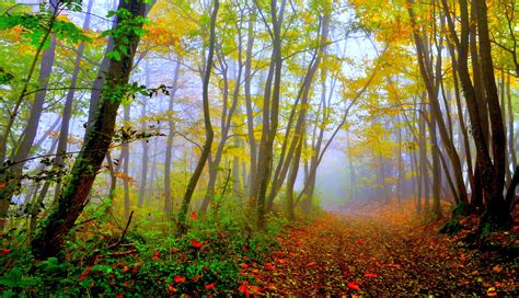Free Download Beautiful Forest Wallpaper Hd Now