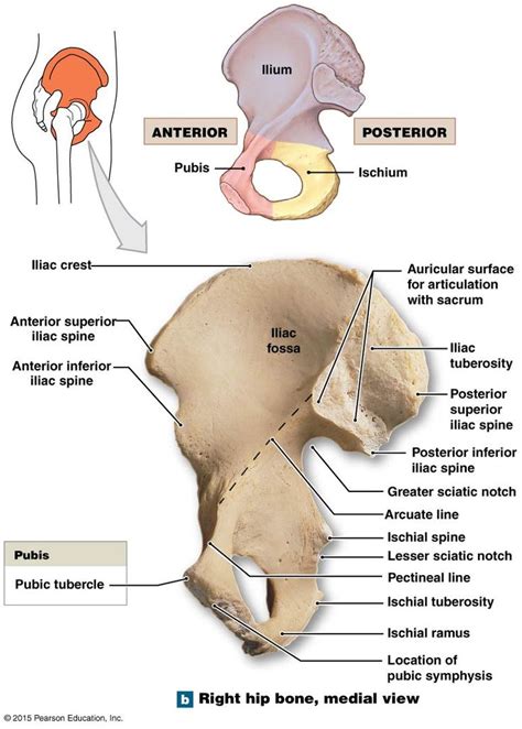 Right Hip Bone Medial Views Anatomy Bones Medical Anatomy Anatomy