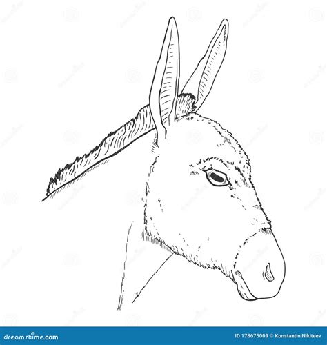 Vector Sketch Donkey Head Stock Vector Illustration Of Lineart 178675009