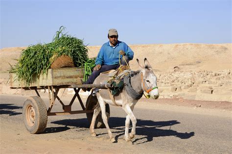 Donkey Cart Dakhla Oasis Pictures Egypt In Global Geography