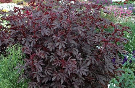 The size after 10 years is 400 cm. Rare Maple Leaf Hibiscus Burgundy Hibiscus acetosella - 5 ...