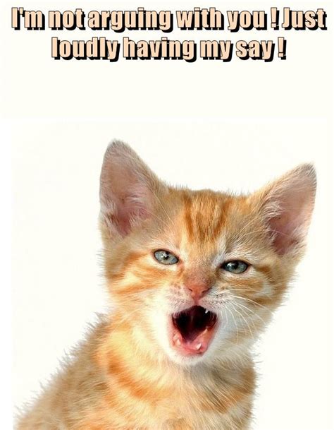 Not Arguing Lolcats Lol Cat Memes Funny Cats Funny Cat