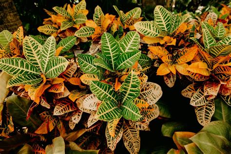The Ultimate Guide To Croton Plant Care
