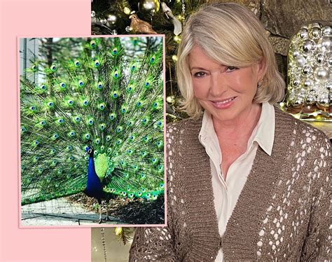 Martha Stewart Mourns Deaths Of Her 6 Peacocks After They Were ‘devoured By Coyotes In Broad