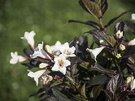 All About Abelia Weigela And Spirea