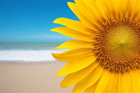 Sunflower On The Beach Stock Image Image Of Nature Beach 20093631