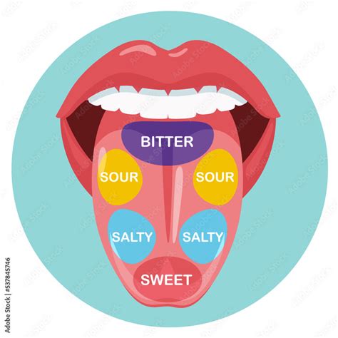 Anatomical Map Of Tongue With Parts Sense Taste Taste Buds Structure