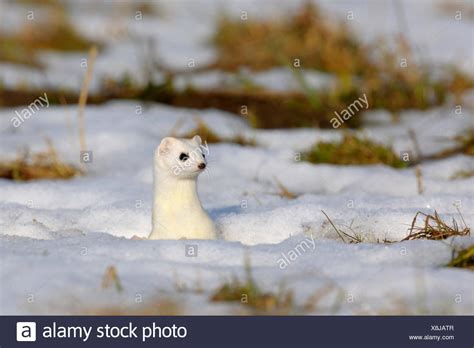 Ermine Snow High Resolution Stock Photography And Images Alamy