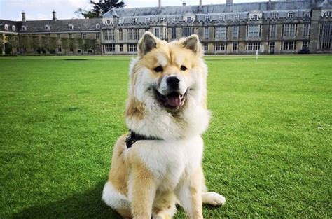23 Hybrid Dog Breeds Crossbred Canines That Are Too Cute