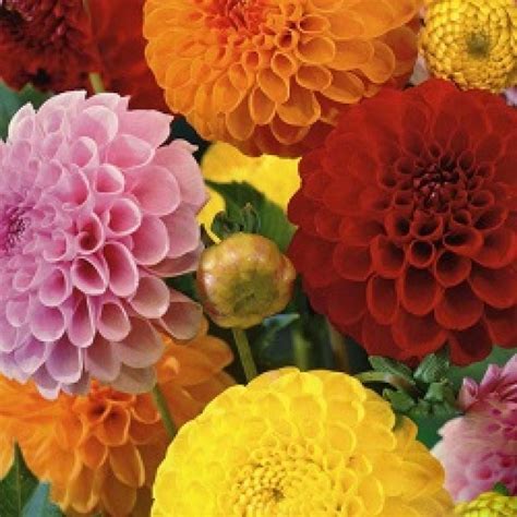 Maybe you would like to learn more about one of these? Buy Dahlia flower Bulbs (3 bulb) online at low price on ...