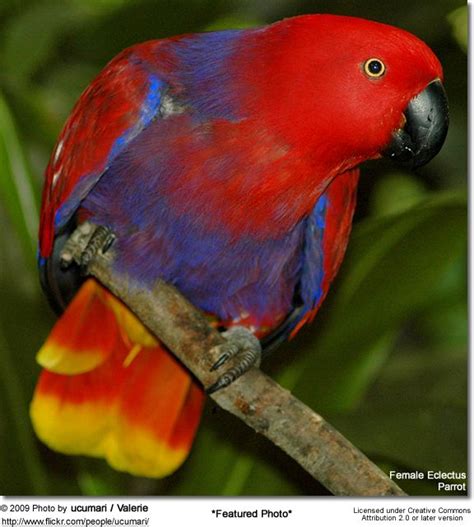 Female Vosmaeri Eclectus Parrot Beautiful Birds Australian Birds