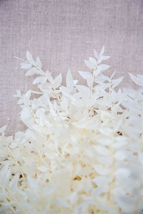 Check spelling or type a new query. Bleached Ruscus | Wholesale flowers, How to preserve ...