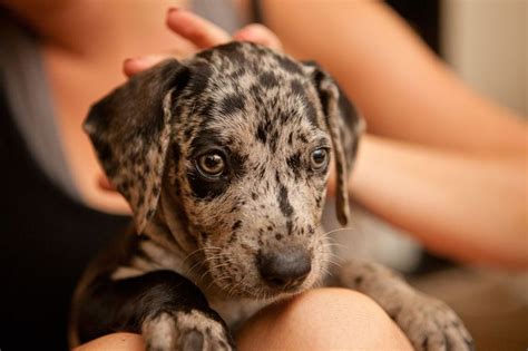 She is obviously dreaming of her mama's milk, as this was only her second night away from her. 590 best The Louisiana Catahoula Leopard Dog images on ...