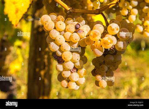 Riesling Grapes Hi Res Stock Photography And Images Alamy