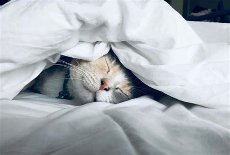 7 Reasons Your Cat Sleeps At The Foot Of Your Bed 3 Will Warm Your